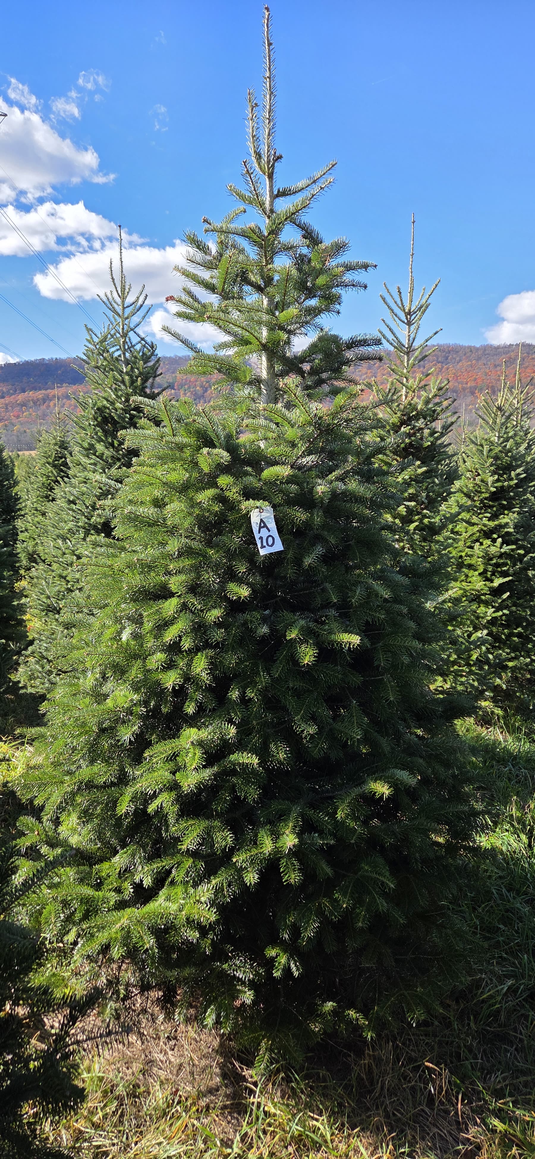 A Fraser fir in the tree fields with the ridge behind