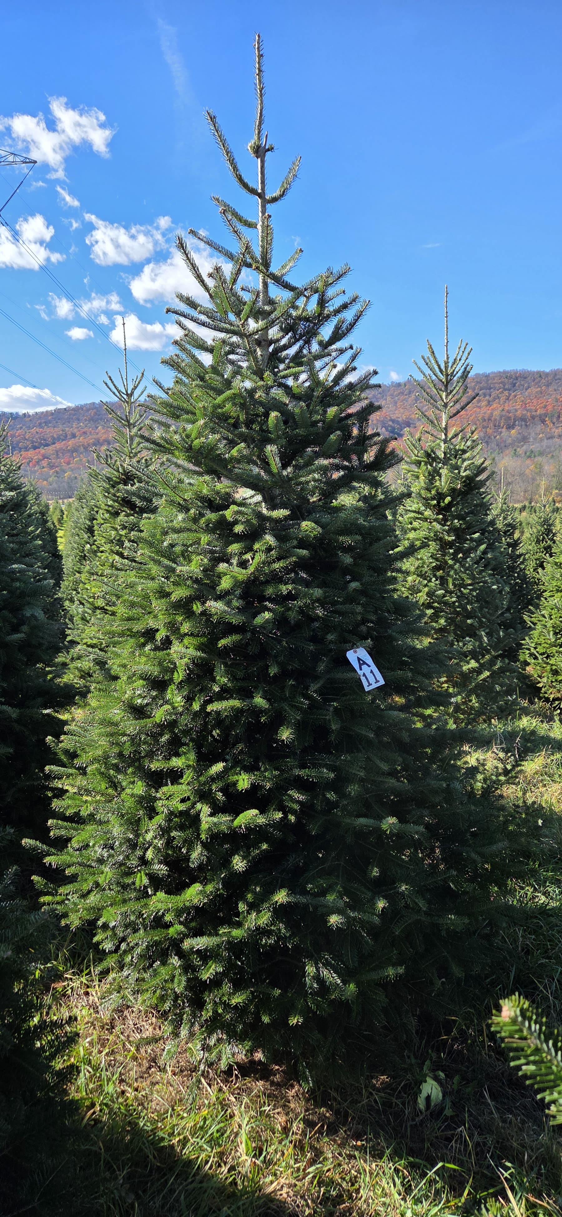 A tagged Fraser fir in the field under a blue sky