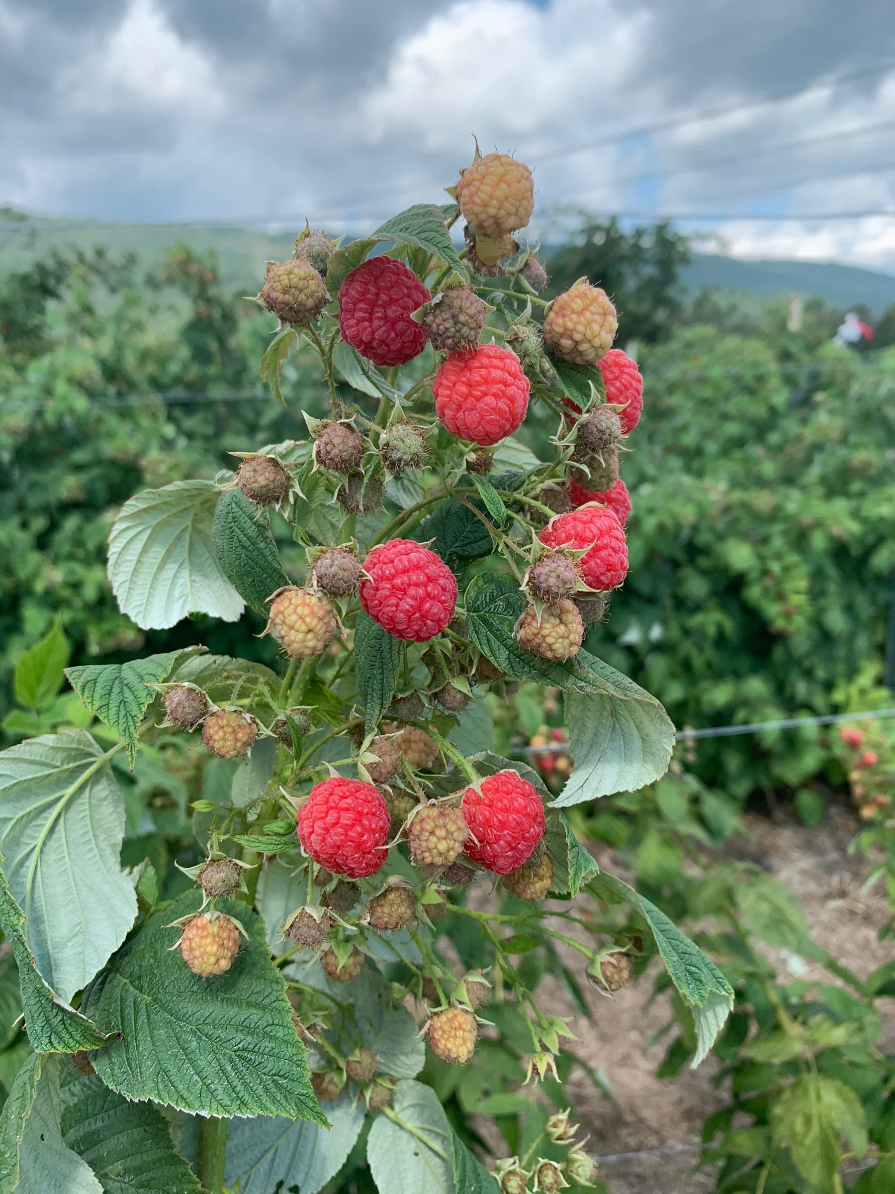 Ripe red raspberries on the cane
