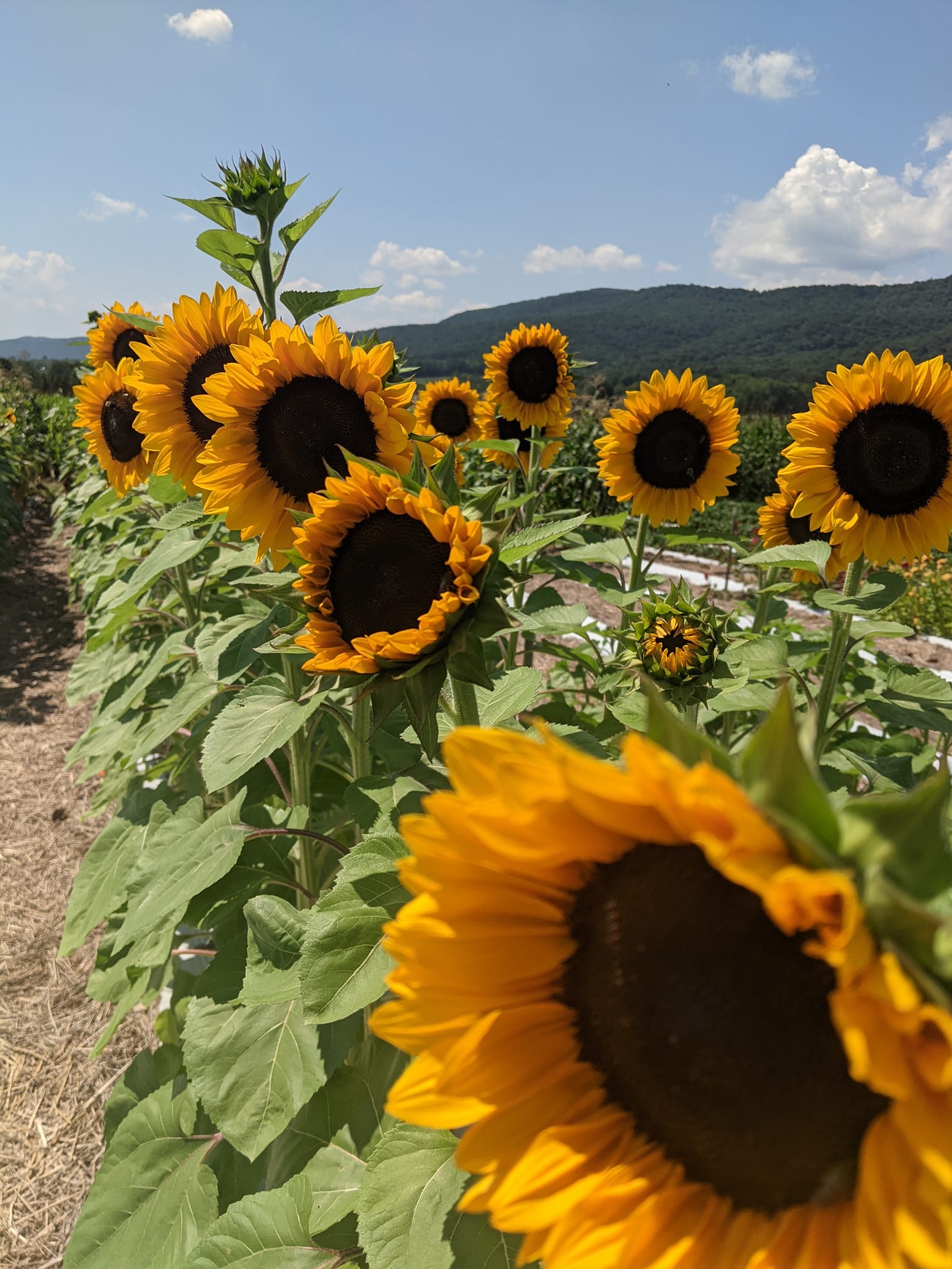 Sunflowers in the field with the mountains behind