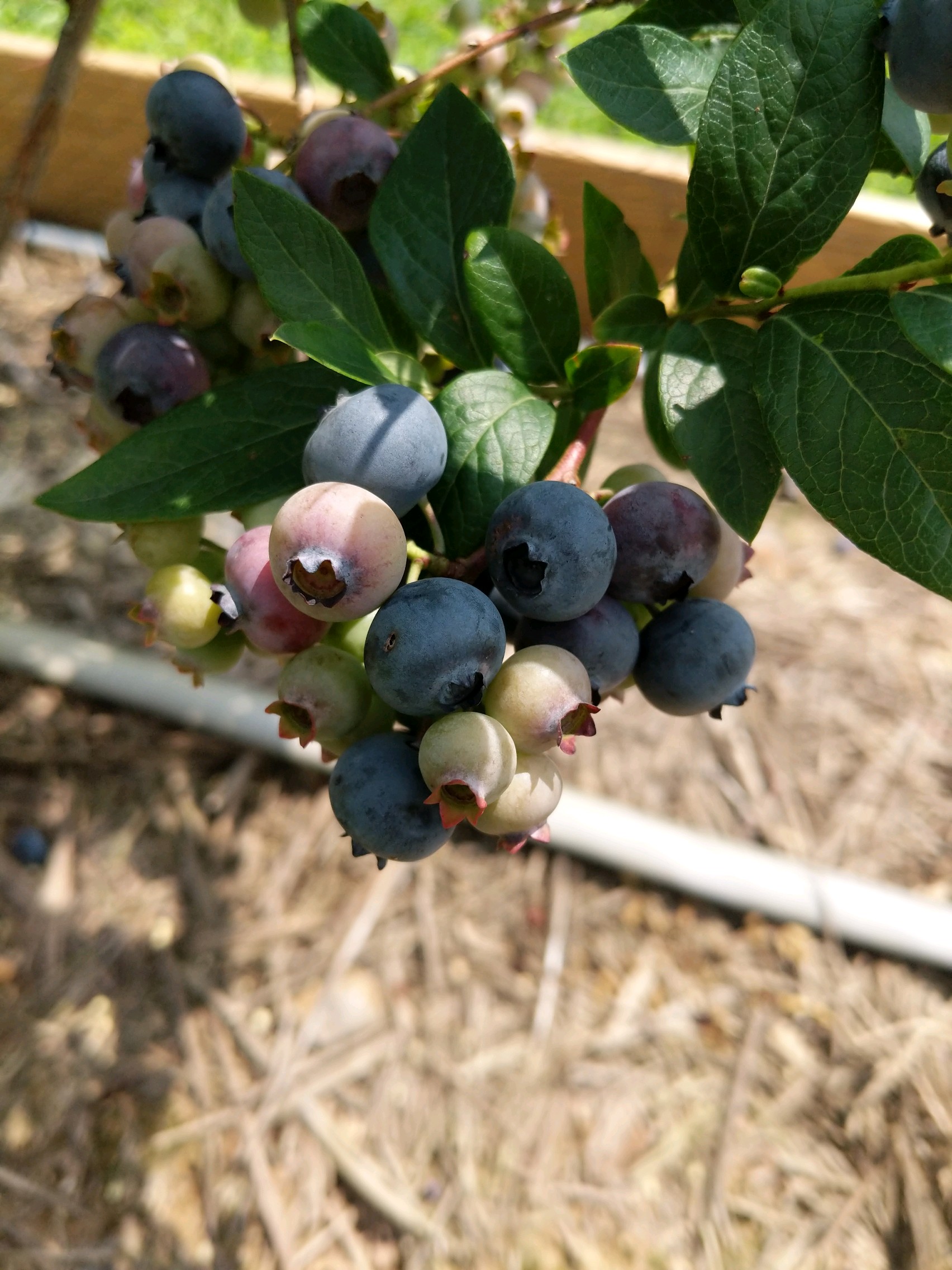 A cluster of ripening blueberries